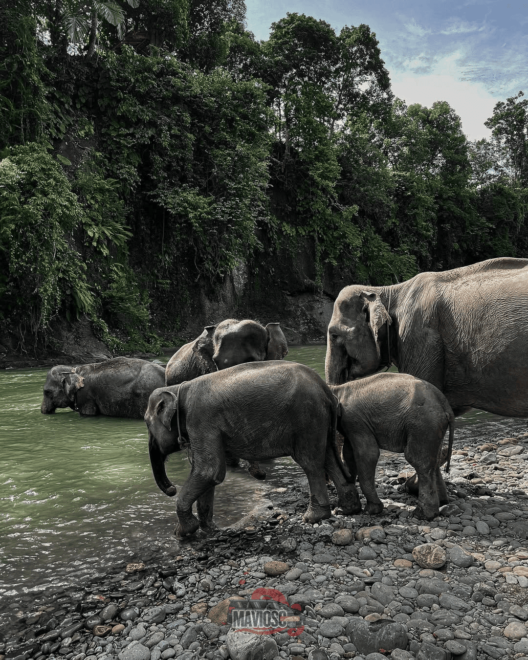 Menyibak Surga Tersembunyi di Tangkahan: Petualangan Tak Terlupakan Bersama Gajah dan CV Mavioso Mandiri Rental Mobil